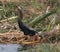 Anhinga eating brown hoplo fish at the edge of marsh wetland