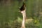 Anhinga eating fish