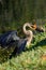 Anhinga eating fish