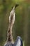 Anhinga eating fish