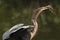 Anhinga eating fish