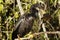 Anhinga eating fish