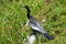 Anhinga in the Everglades