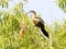 Anhinga in the Everglades