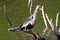 Anhinga in the Everglades