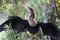 Anhinga, Everglades National Park, Florida.