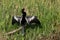 Anhinga, Everglades National Park, Florida.