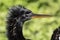 Anhinga in Everglades National Park Florida