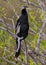 Anhinga, Everglades National Park, Florida