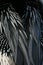 Anhinga feathers