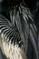 Anhinga feathers