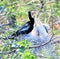 Anhinga feeds its hungry young still in their protective nest high above a South Florida Marsh.