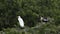 Anhinga female and Great Egret in a treetop