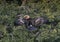 Anhinga female in a treetop