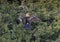 Anhinga female in a treetop