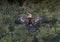 Anhinga female in a treetop