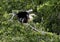 Anhinga female in a treetop