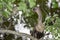 Anhinga With Fish In Its Mouth