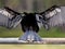 An anhinga fishing with with wings spread.