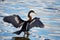 An anhinga fishing with with wings spread.