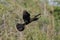 Anhinga In Flight