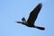 Anhinga In Flight