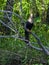 Anhinga, Florida Bird Photography, Everglades National Park, Southwest Florida, Cypress Swamp Wildlife, Snake Bird, Bird Watching,