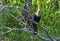 Anhinga, Florida Bird Photography, Everglades National Park, Southwest Florida, Cypress Swamp Wildlife, Snake Bird, Bird Watching,