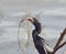 Anhinga In Florida Wetlands