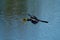 Anhinga flying to the nest