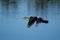 Anhinga flying to the nest