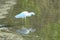 An Anhinga is hunting