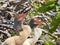 Anhinga juveniles in their nest