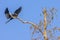 Anhinga Landing In A Tree