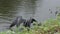 Anhinga with a large fish near Florida lake