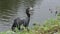 Anhinga with a large fish near Florida lake