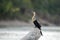 Anhinga on a Log