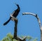 Anhinga Looking Back