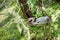 An Anhinga is looking for food