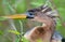 Anhinga Looking Left