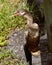 Anhinga looking for prey