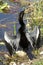 Anhinga male bird