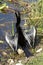 Anhinga male bird