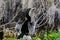 Anhinga male breeding plumage, Okefenokee Swamp National Wildlife Refuge