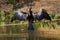 An anhinga with open wings