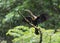 Anhinga with open wings, Anhinga anhinga, Tortuguero National Park, Costa Rica