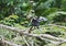 Anhinga with openwings, Anhinga anhinga, Tortuguero National Park, Costa Rica