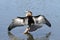 Anhinga On A Perch