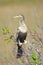 Anhinga On A Perch