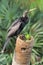 Anhinga On A Perch